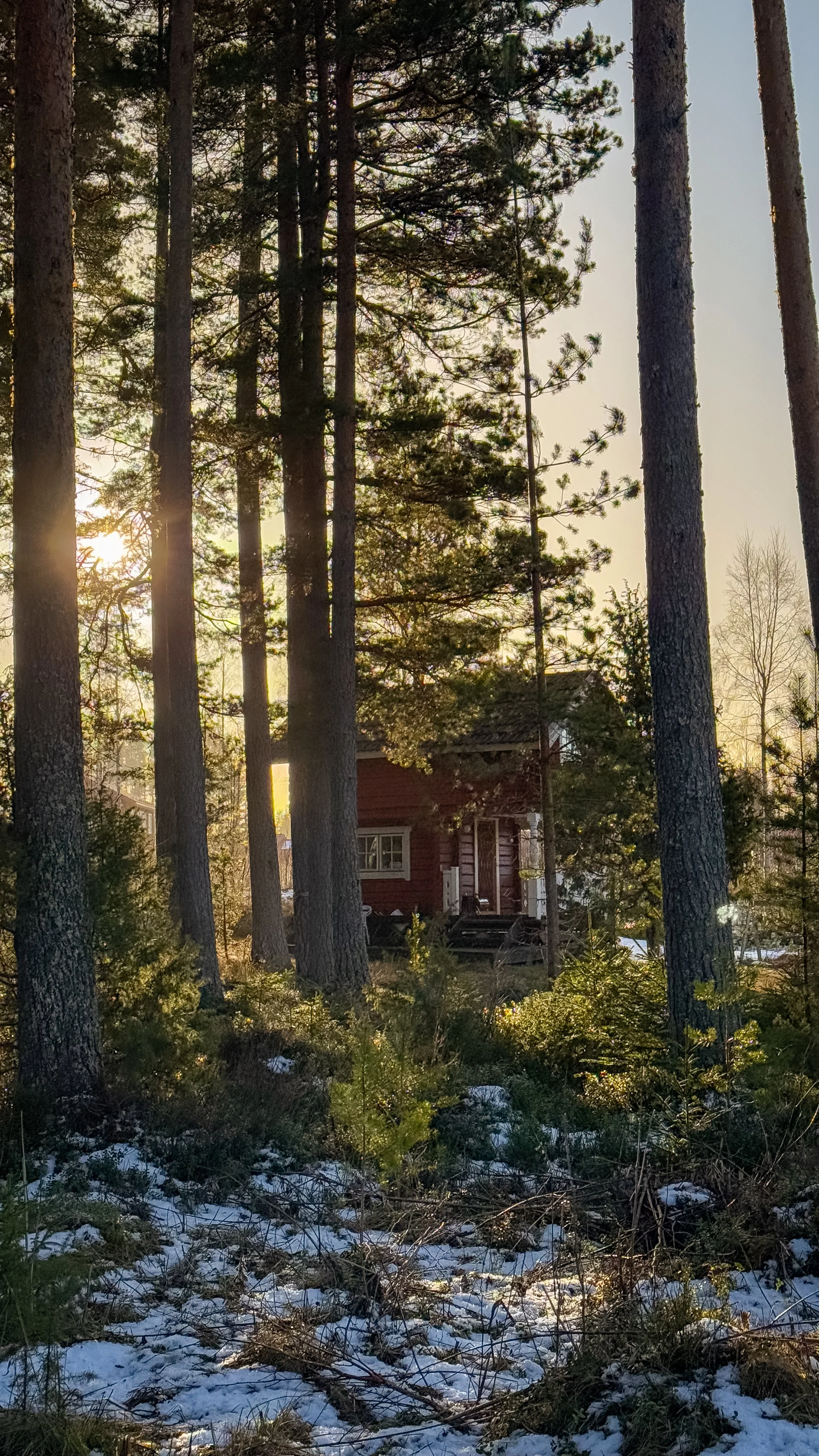 Ein rotes Holzhaus im Wald, umgeben von hohen Tannenbäumen, mit Sonnenlicht in der Abenddämmerung und Schneeflecken am Boden.