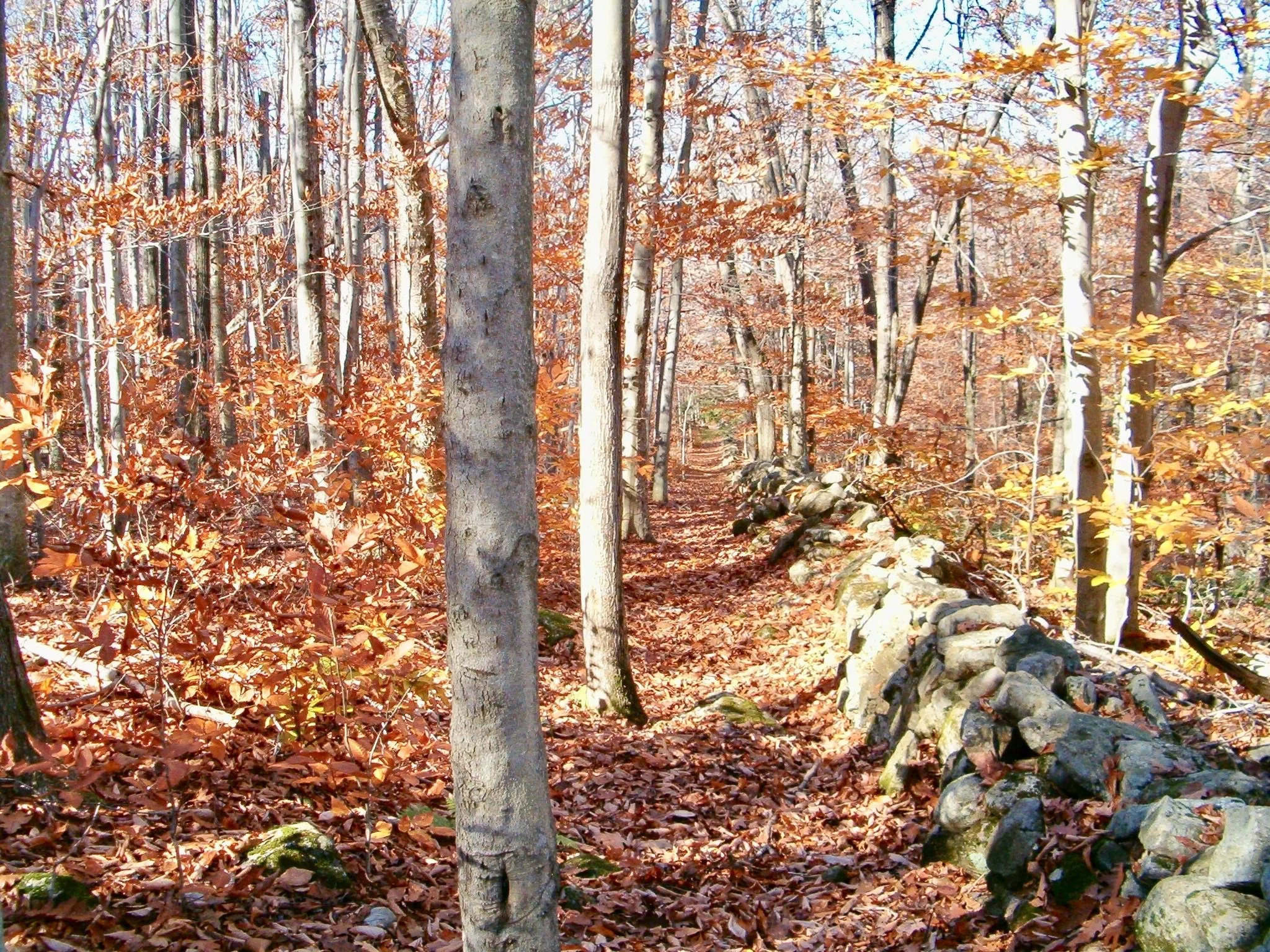 Fall Stone Wall.jpg