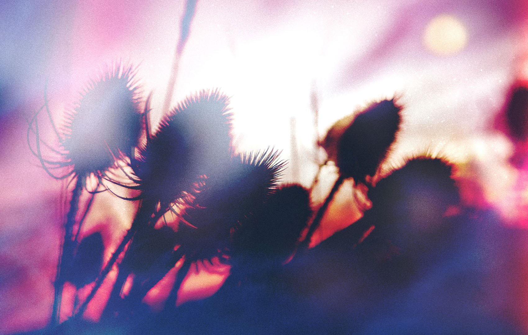 PhotoName - Aoto Pinku 1700x1080.jpg