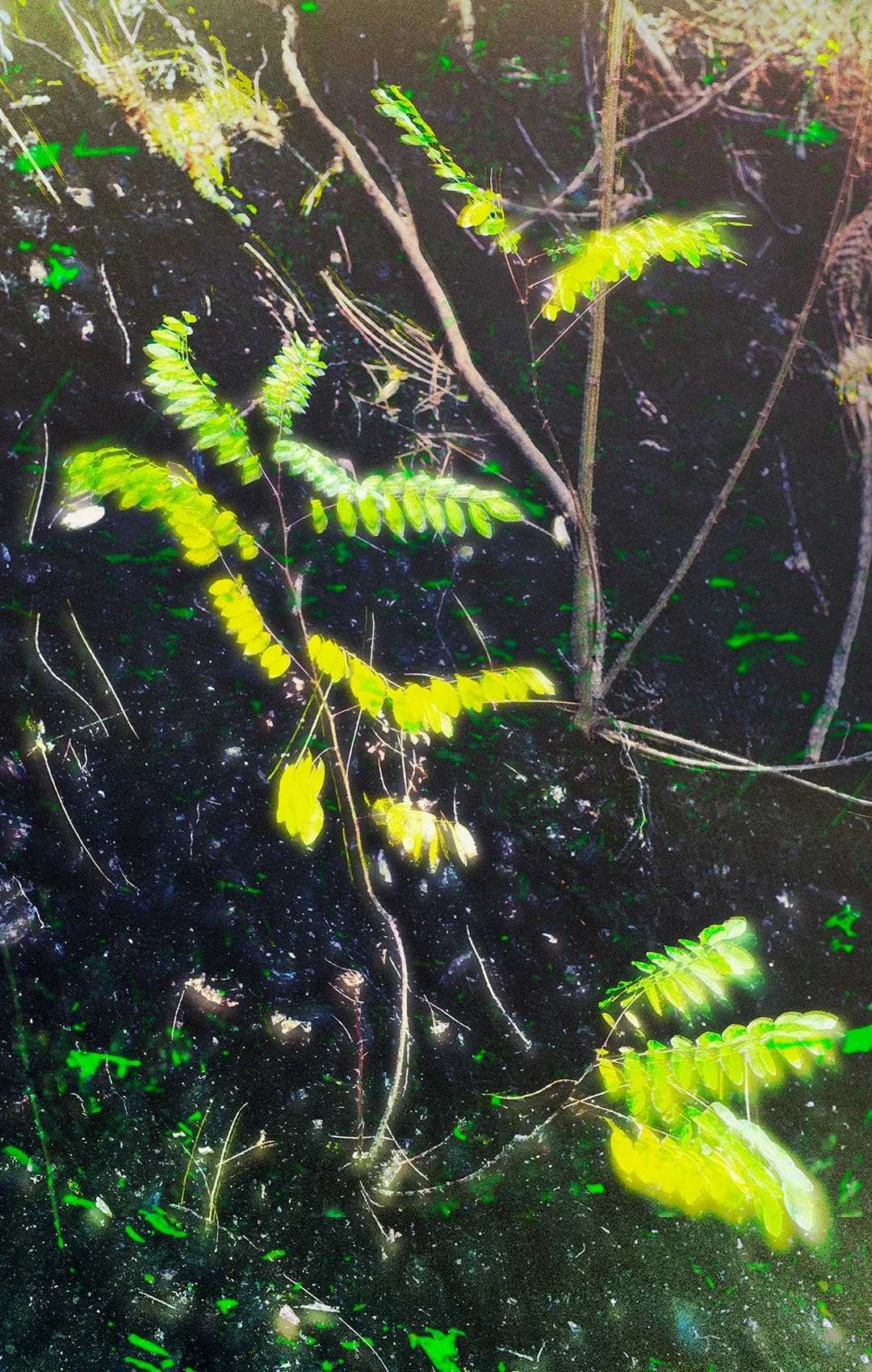 The Green and the Black - Aoto Pinku 1080x1700.jpg