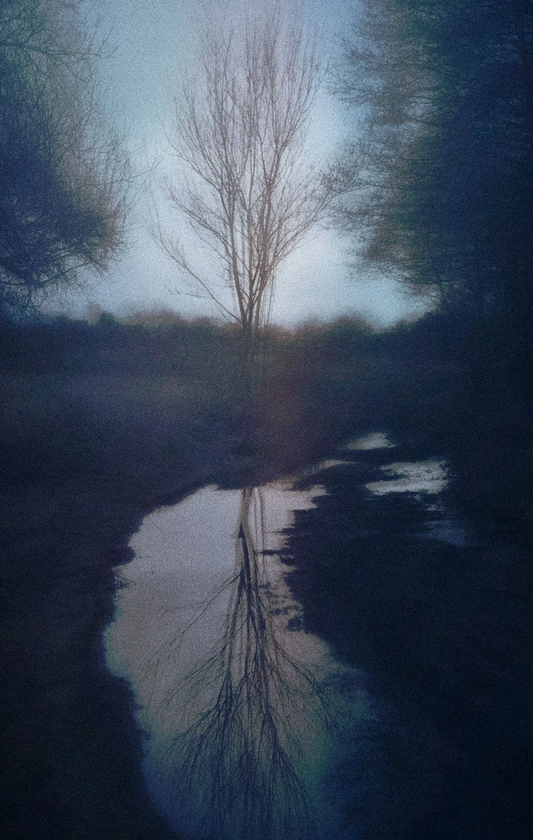Mirrored Tree - Distant Memories - Aoto Pinku 1080x1700.jpg