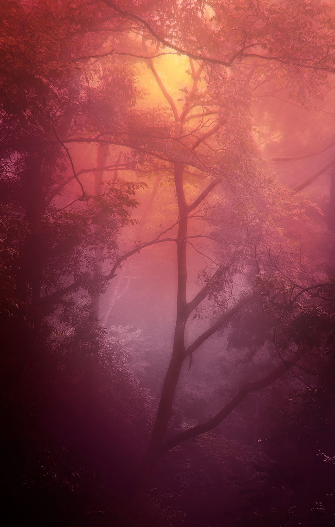 Solitude - Blurry Dreams - Aoto Pinku 1080x1700.jpg