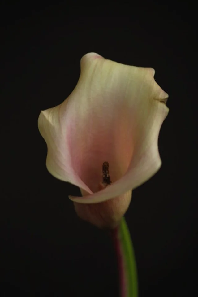 A Day of Recognition - Copenhagen