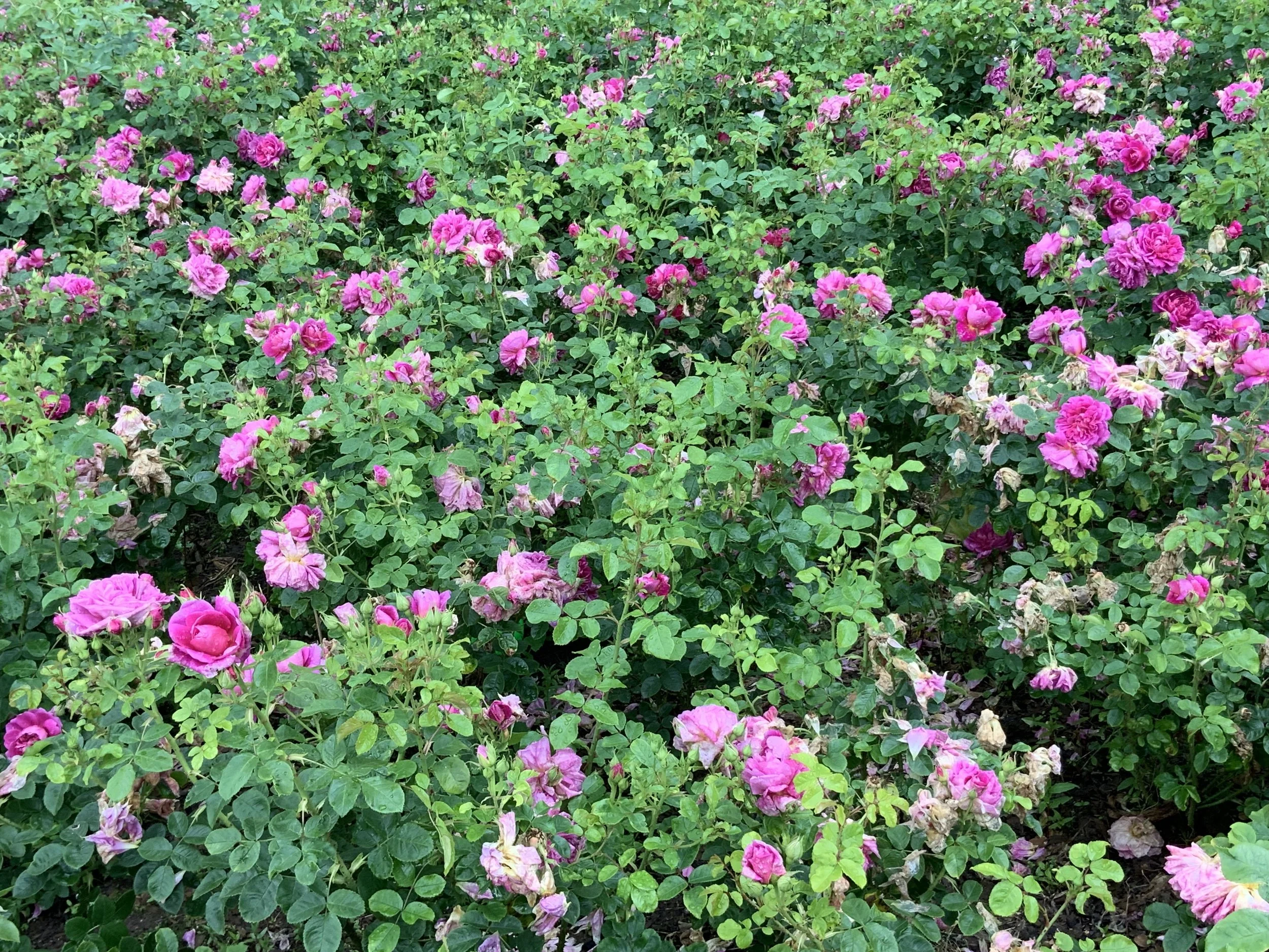 The Rose Garden - Sheik Sa’adi Shirazi 1258 CE