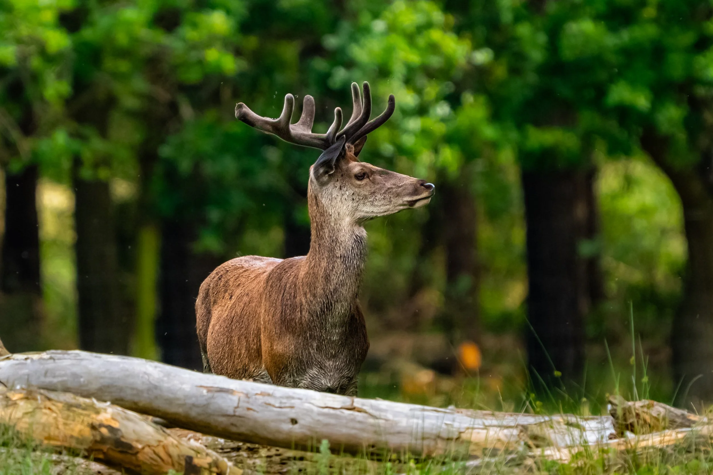 WildLife