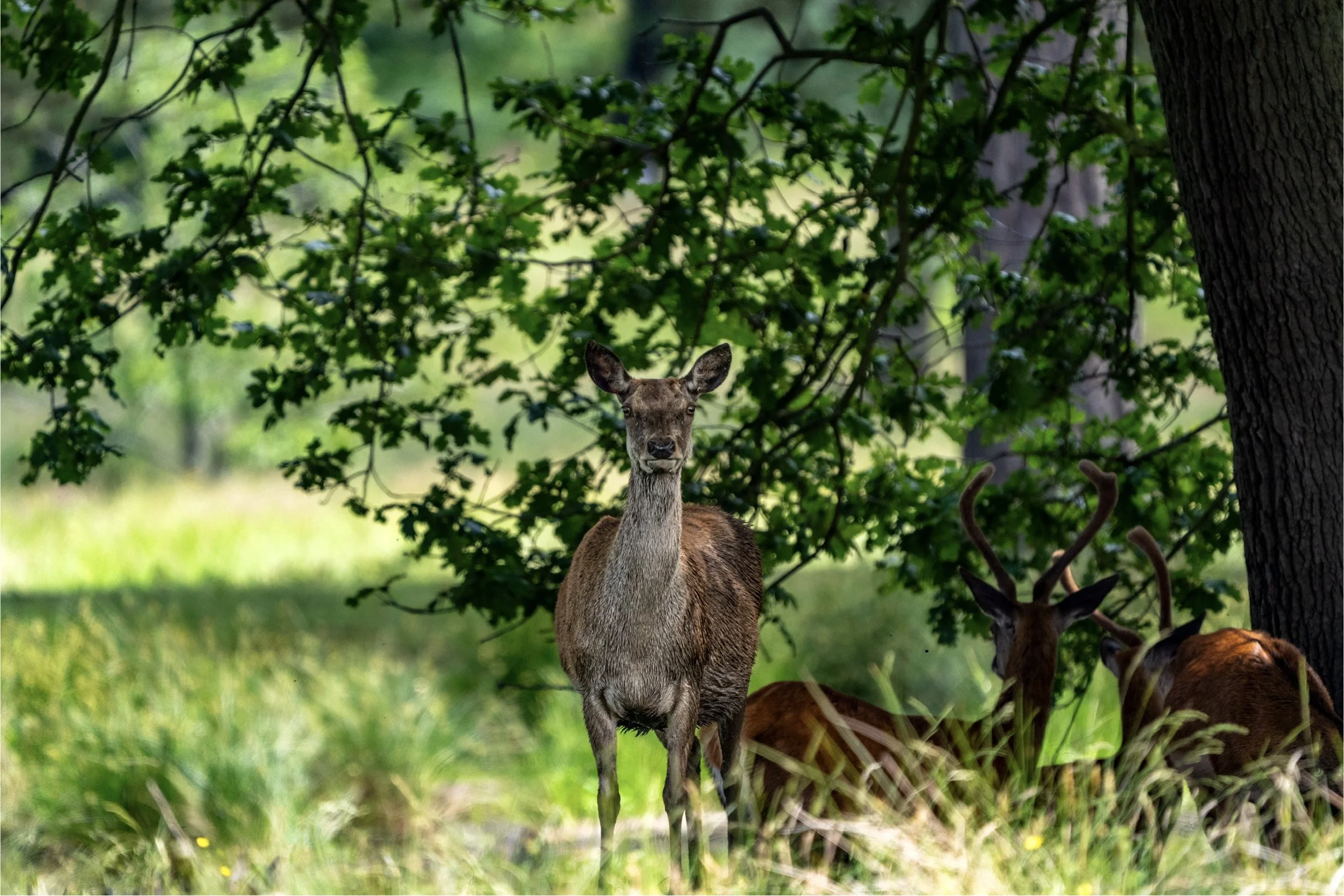 Wildlife