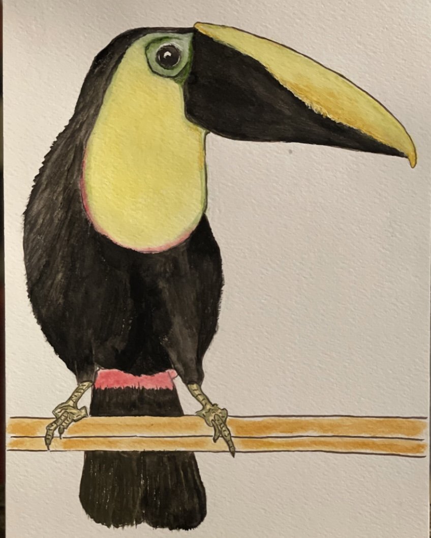 The Toucan