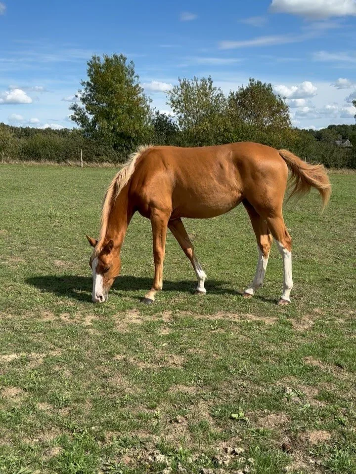 On vend notre jolie blonde ! ✨

Oklahoma ECM, pouliche Selle Fran&ccedil;aise de 1 an. 

Par Vanille Etchegaia (Fergar Mail x Componist Champlanc) et Kilimandjaro Semilly (Action Breaker x Baloubet du Rouet)

Pouliche bien n&eacute;e, bien faite avec