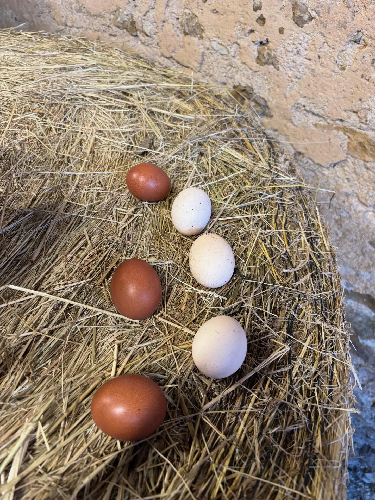 Nos &oelig;ufs sont le reflet de nos poules 😂