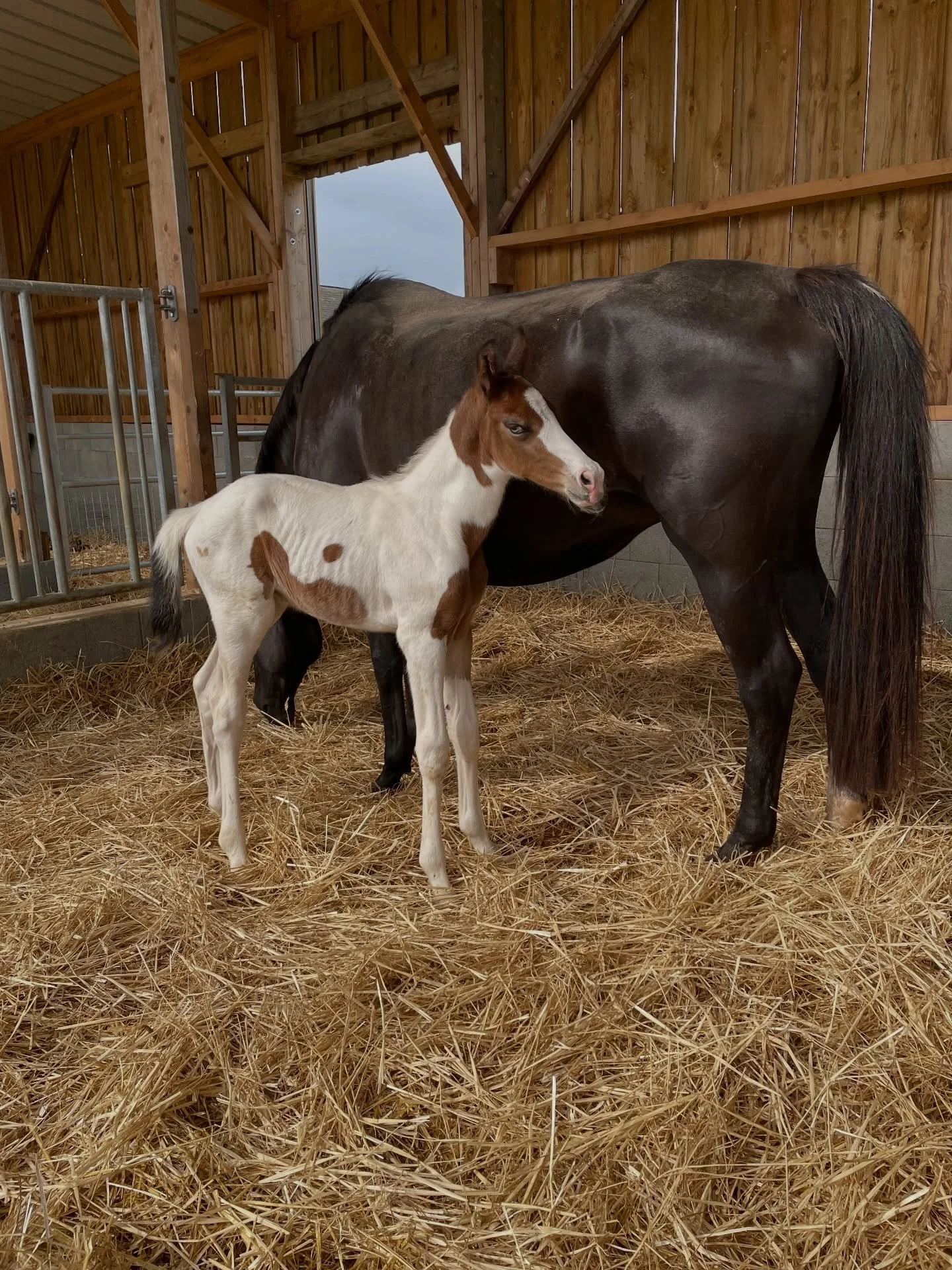 Q&hellip; ECM, par Vanille Etchegaia (Componist Champblanc x Fergar Mail) et Grimoire d&rsquo;Elphen
M&acirc;le pie bai un &oelig;il bleu ❤️
Disponible &agrave; la r&eacute;servation, plus d&rsquo;infos en MP !
Lot possible avec Vanille, tr&egrave;s 