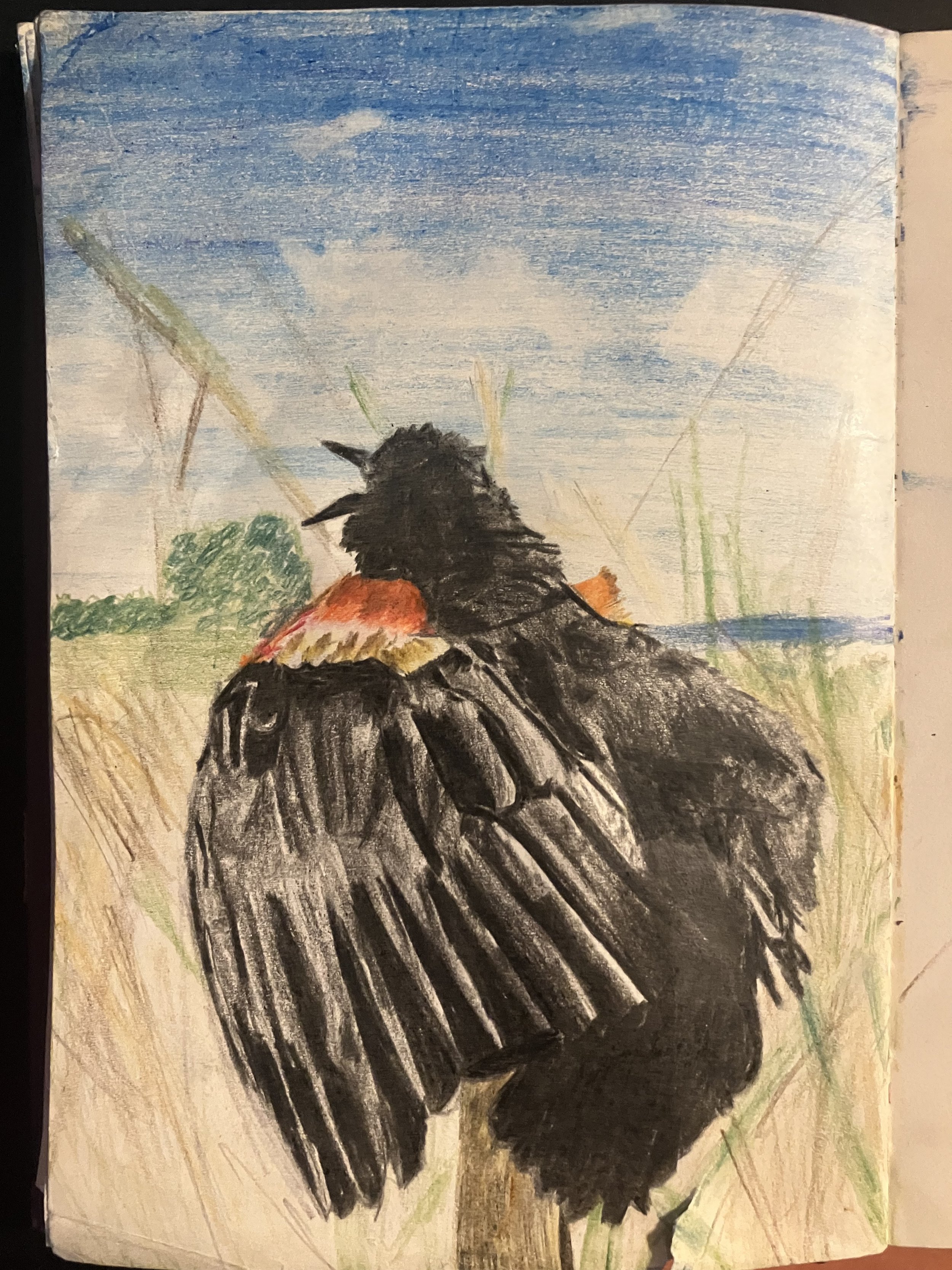Colored Pencil