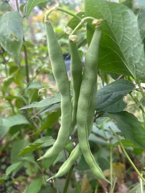 Climbing Green Beans