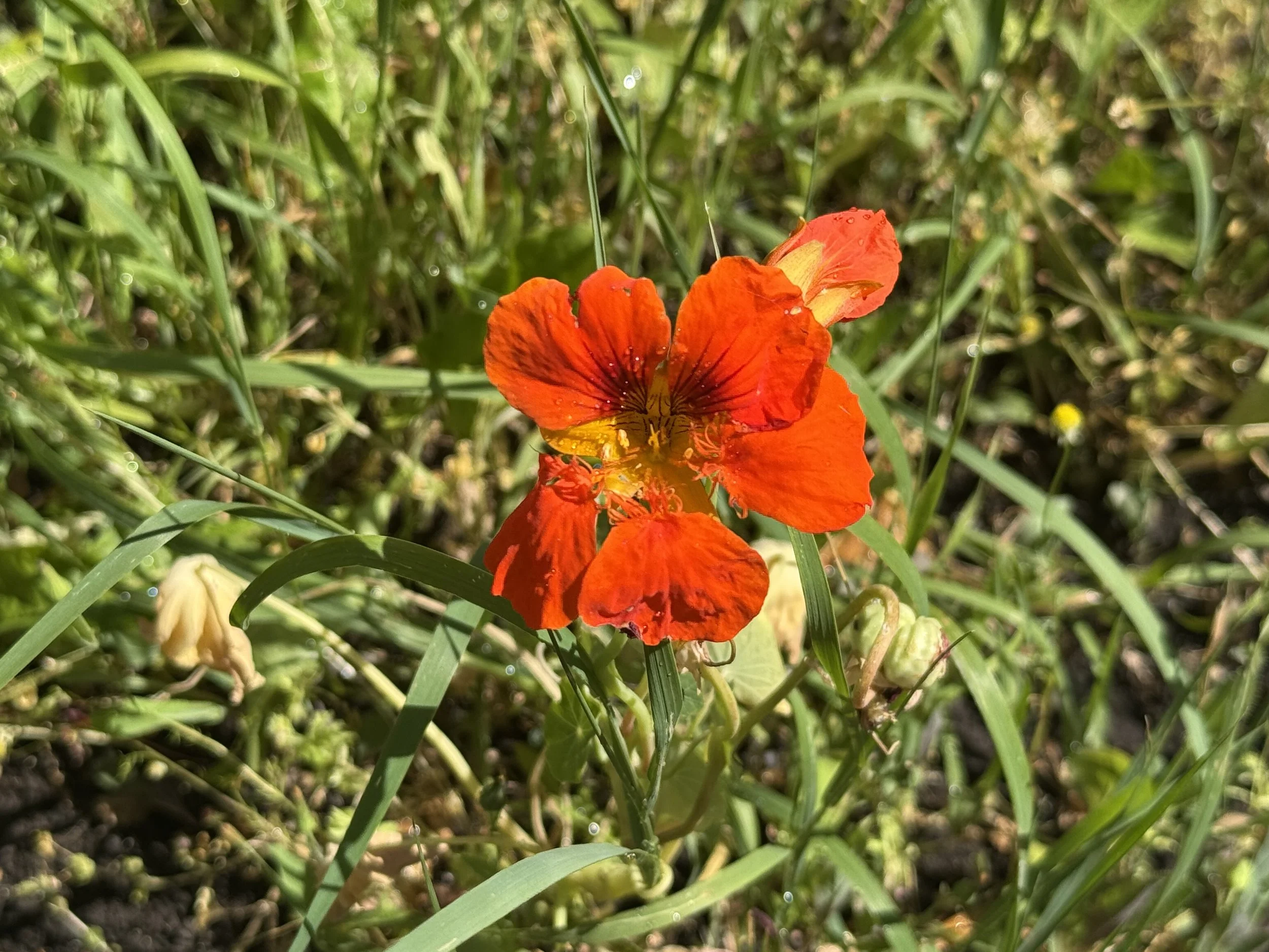 Bright blooming flower in the garden