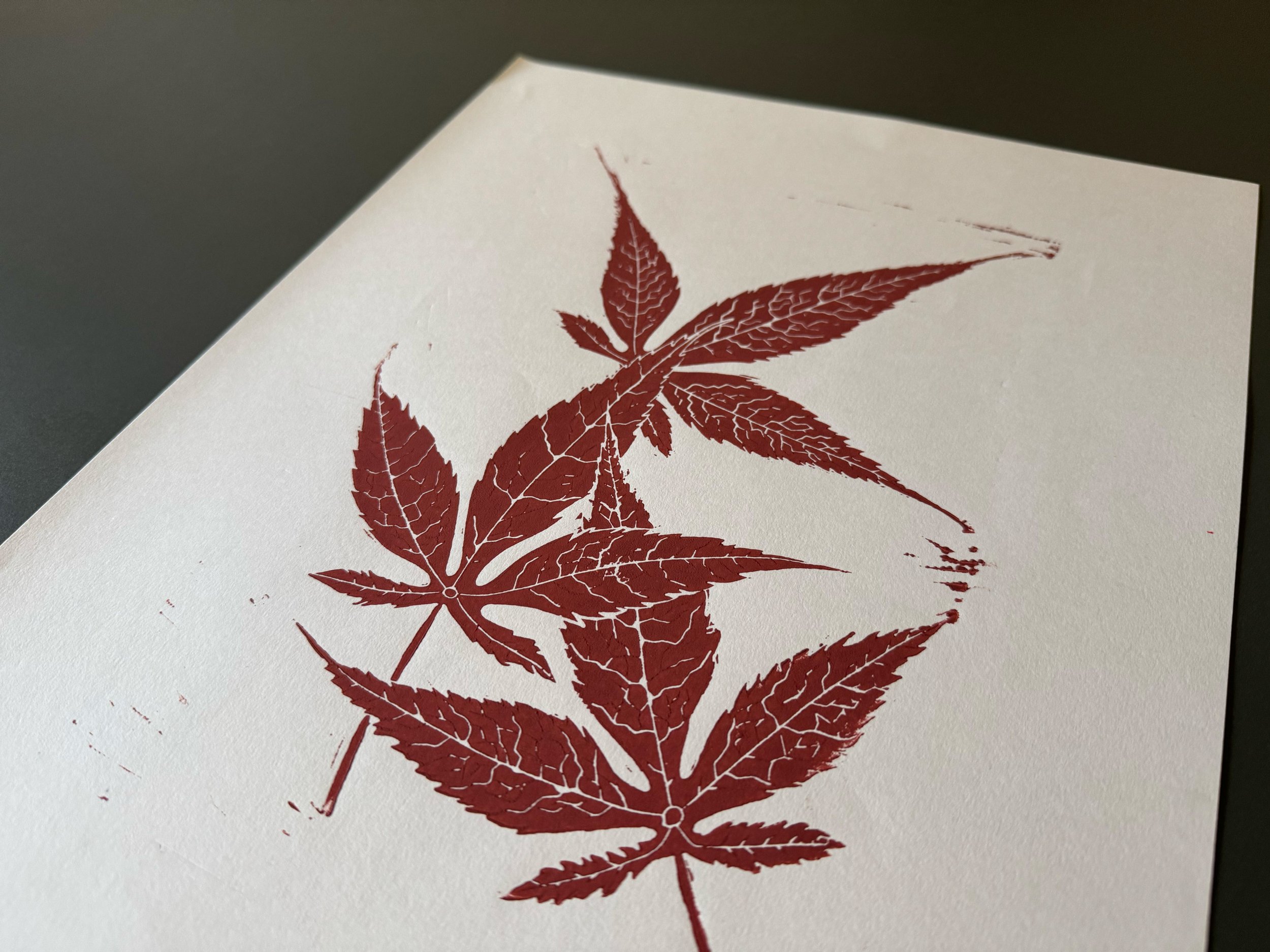 acer leaf close.jpg