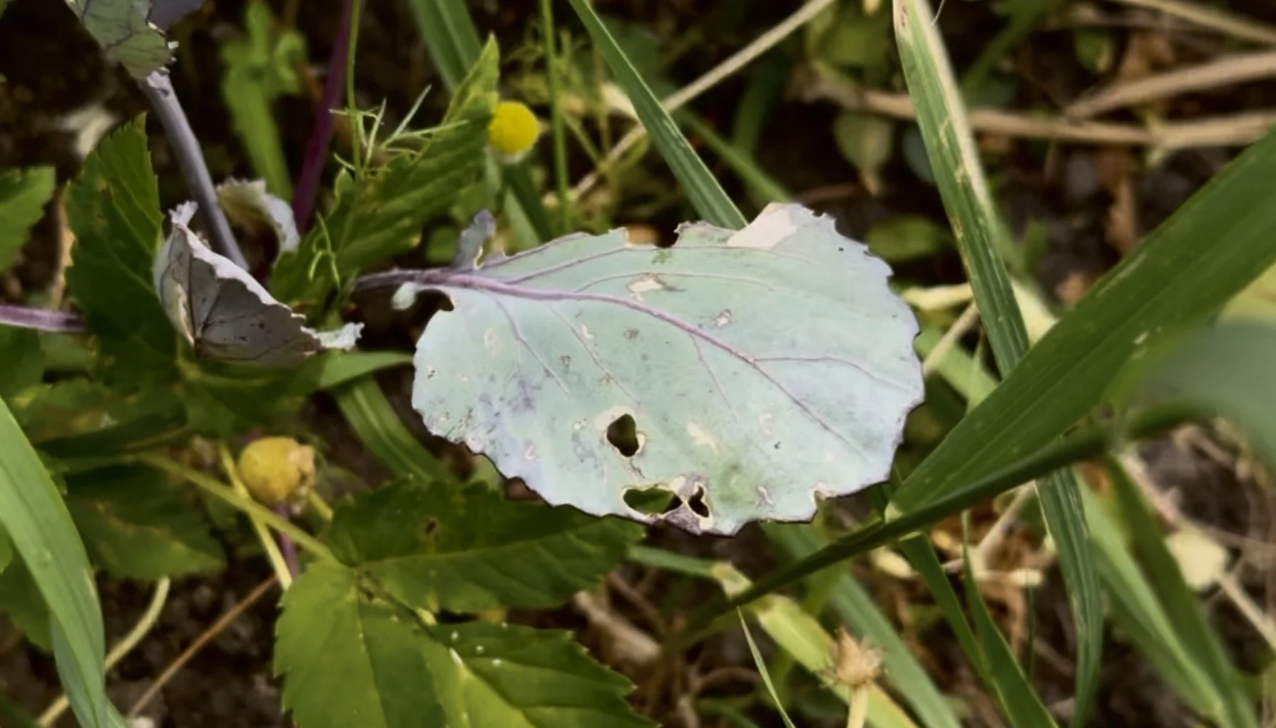 Love of Gardening, vegetable leaves, growing food and the pests that eat them.