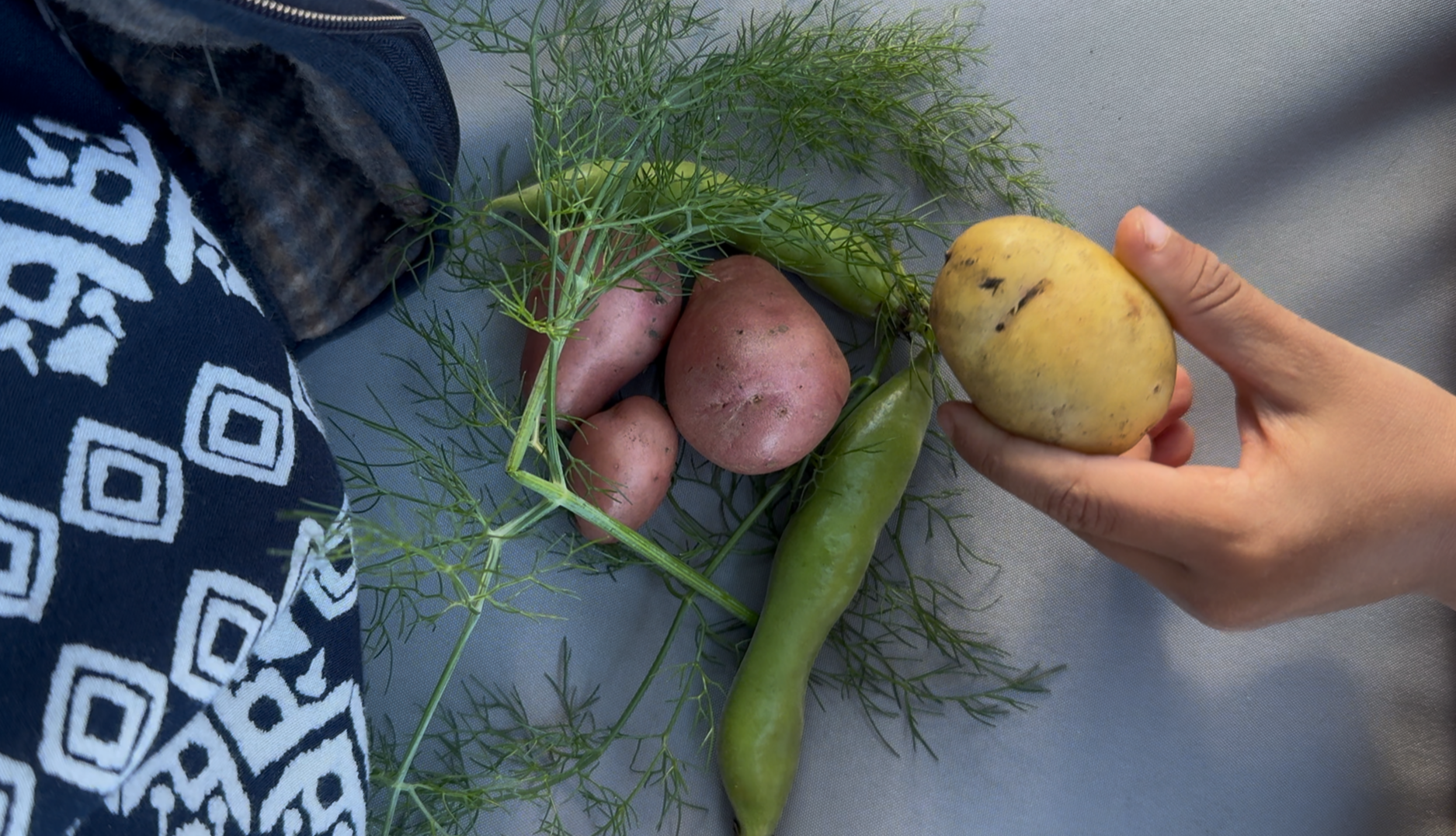 Garden harvest, growing in the country kitchen garden