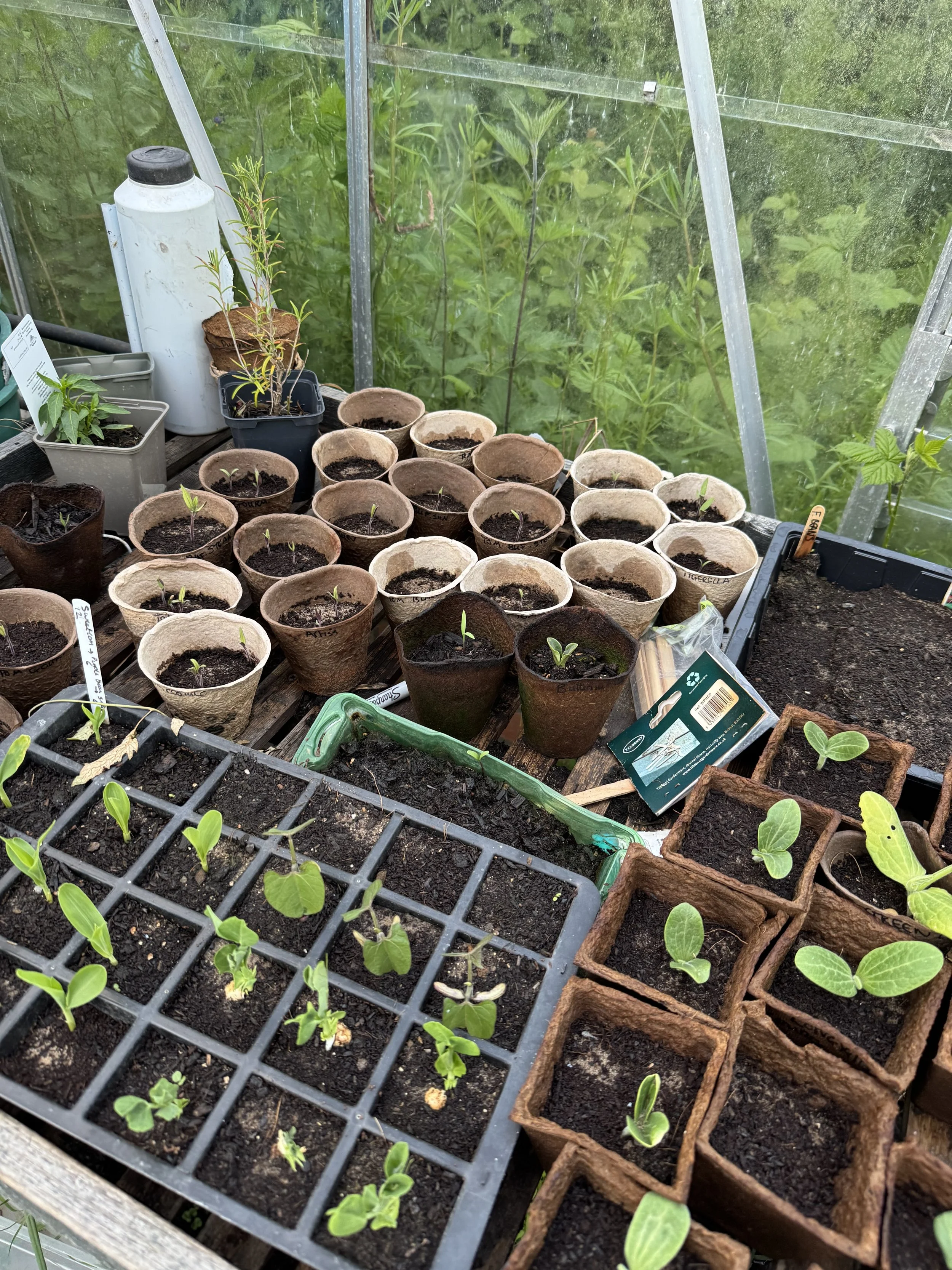 Greenhouse gardening seedling, vegetable garden growing food in the country