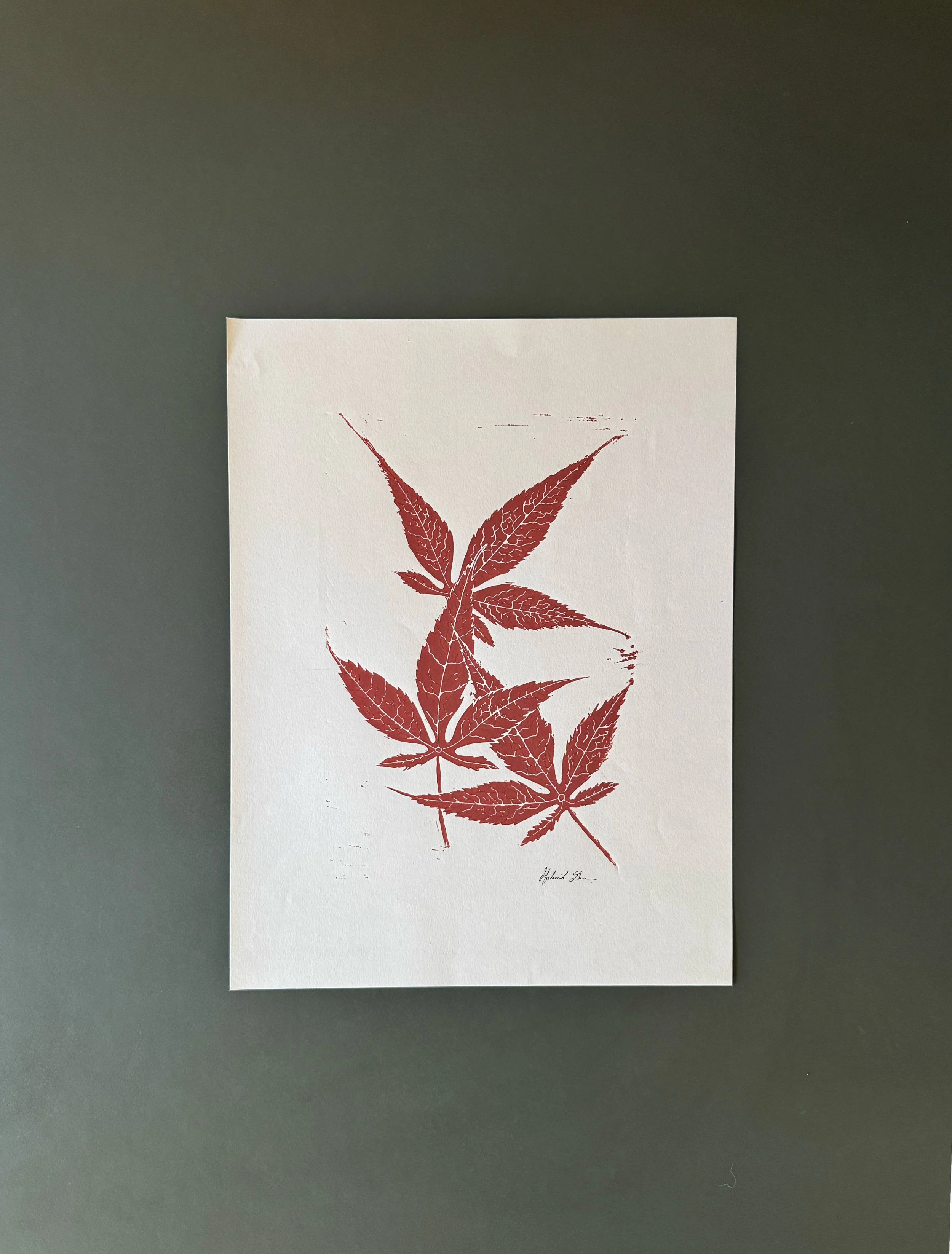 acer leaves_.jpg