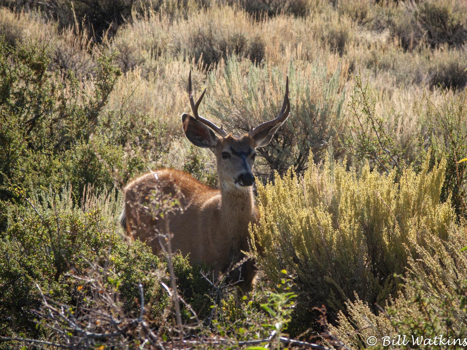 IMG_4261-Edit.jpg