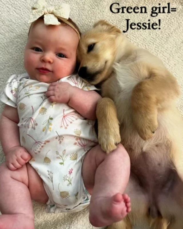 Welcoming to and expanding the Merritt Goldens family! #goldenretriever #goldenpuppy #englishcreamentourage #puppy #puppiesofinstagram