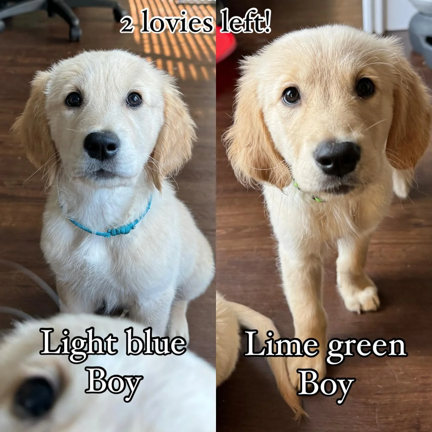 of Lucy&rsquo;s 11 we have two gorgeous boys left!
Crate trained&hellip;house broken&hellip;almost. Boys are more difficult