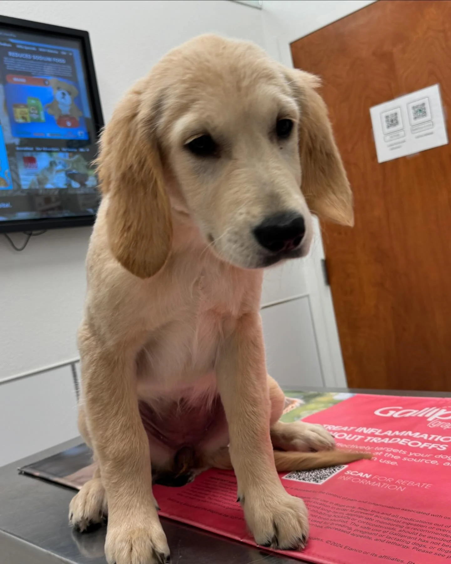 Last vaccines for Gray then she&rsquo;s headed to her forever home in a few days. Bittersweet to say goodbye. She&rsquo;s learned sit, stay, come, crate trained and a wonderful snuggler 😊