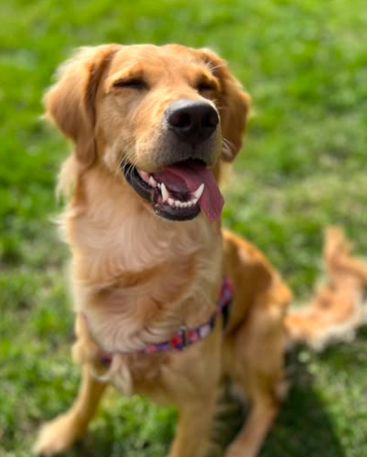 a golden retriever sitting the the grass with her tongue out