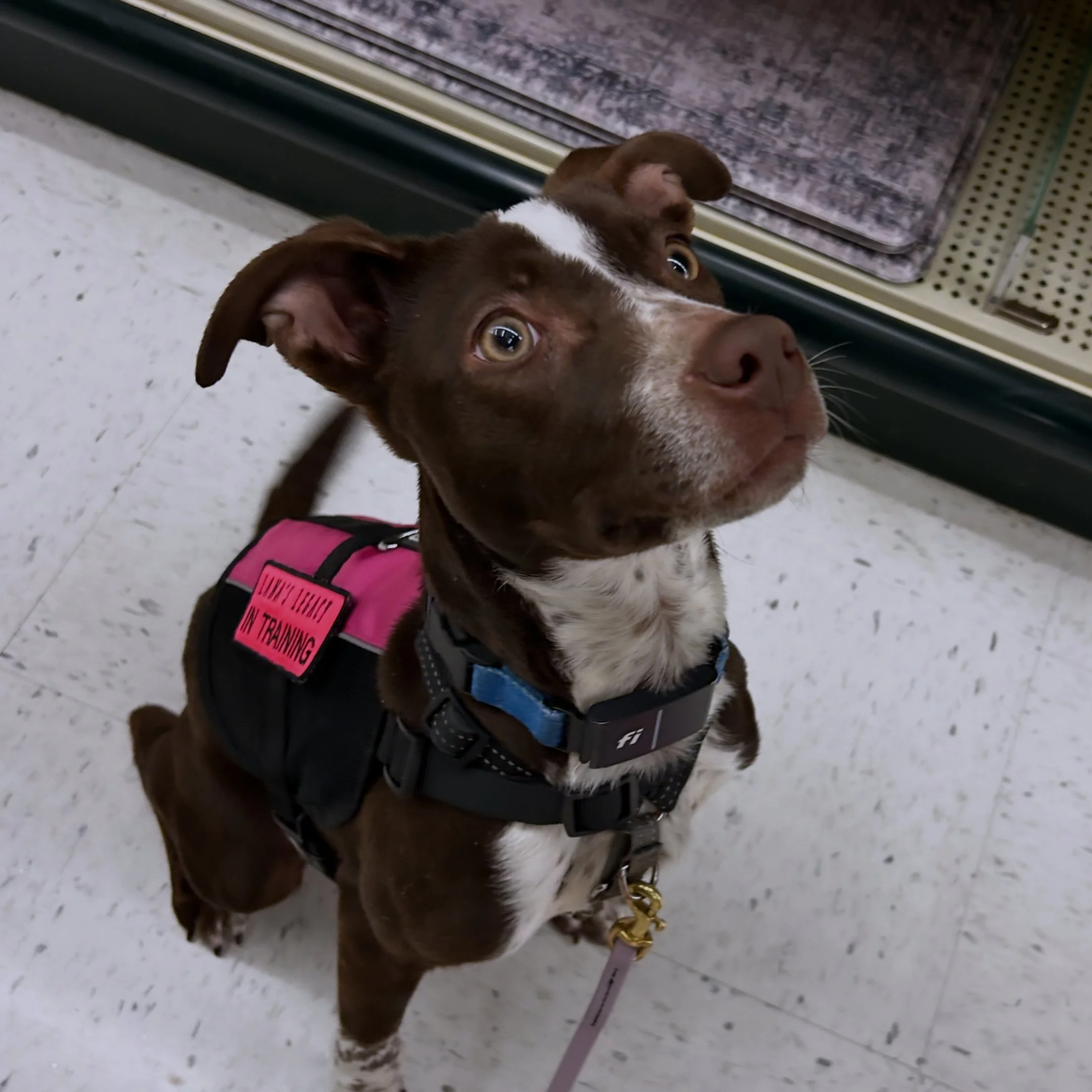 Puppy Update- Bubbles! 