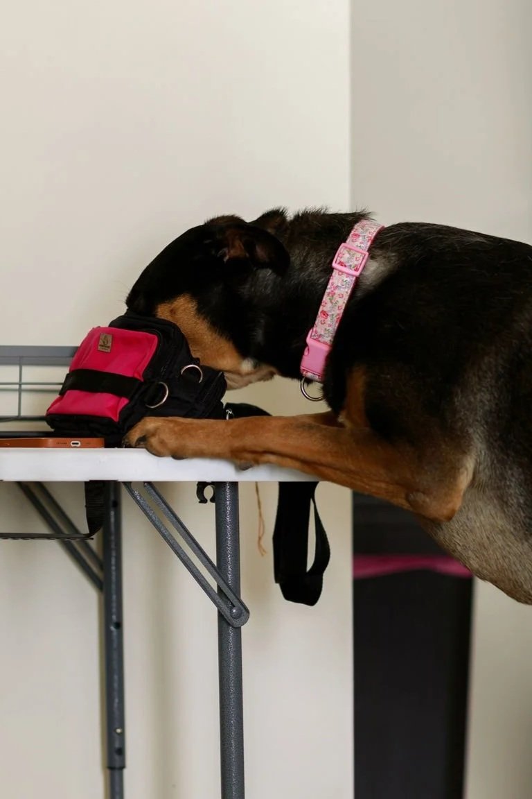 a black and brown dog jumping onto a table and sticking his head inside a dog food bag