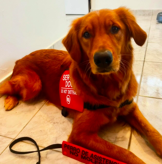 a golden retriever in a red service dog vest