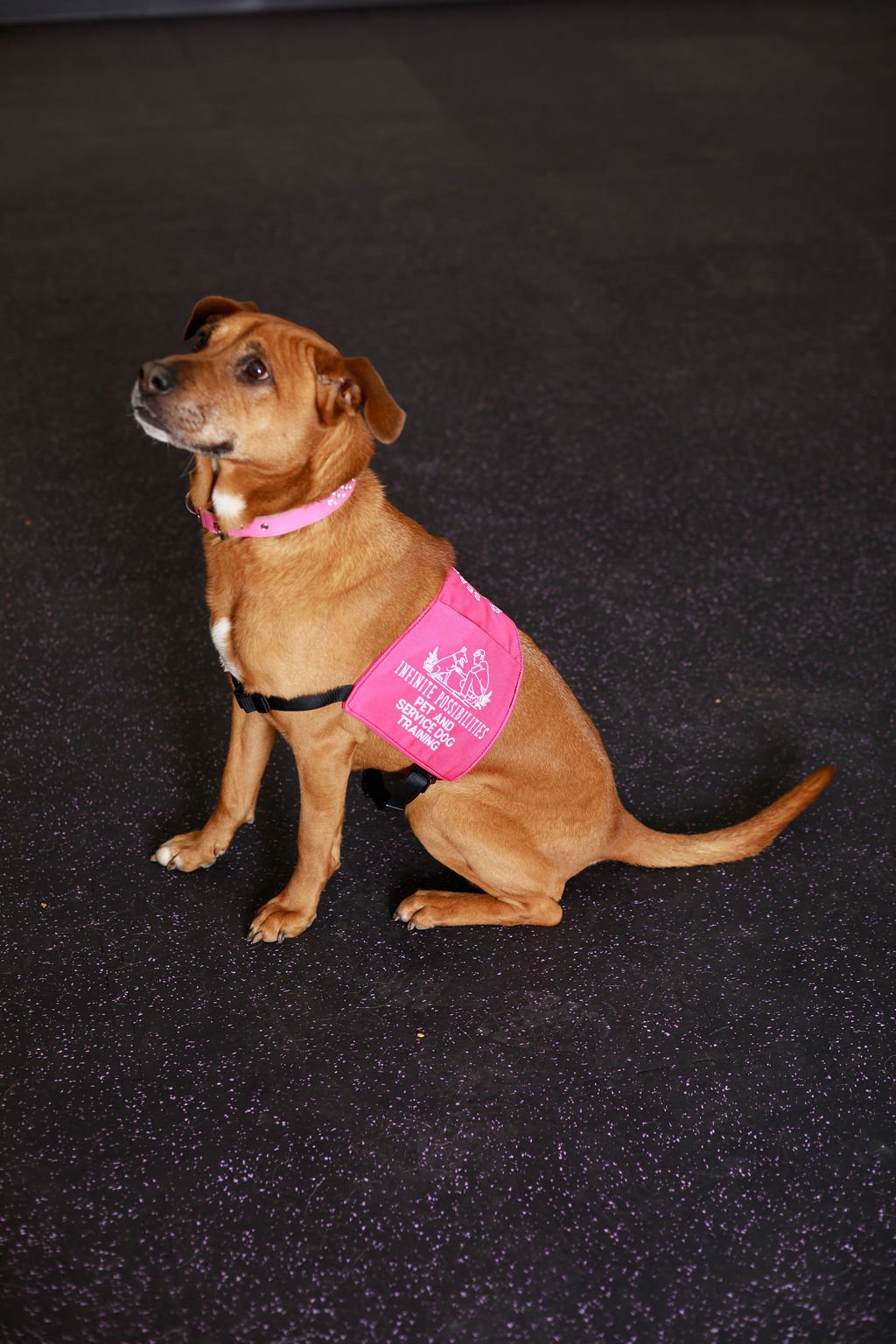 a red dog in a pink service dog vest
