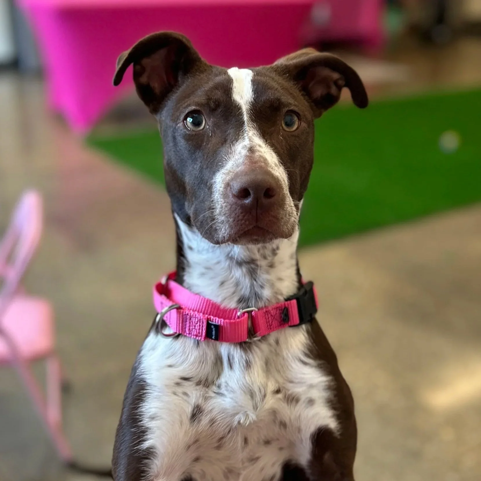 A brown and white dog wearing a blue collar and gray sweater sits alertly on a speckled floor. A blue toy is blurred in the background.