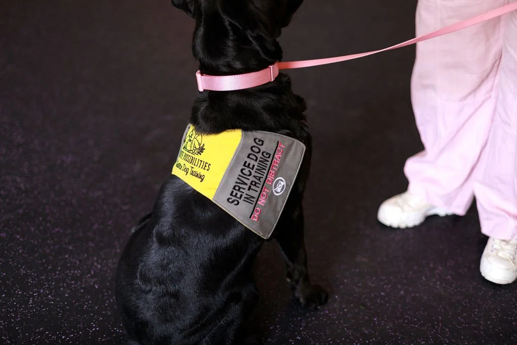 a black labrador in a service dog in training vest