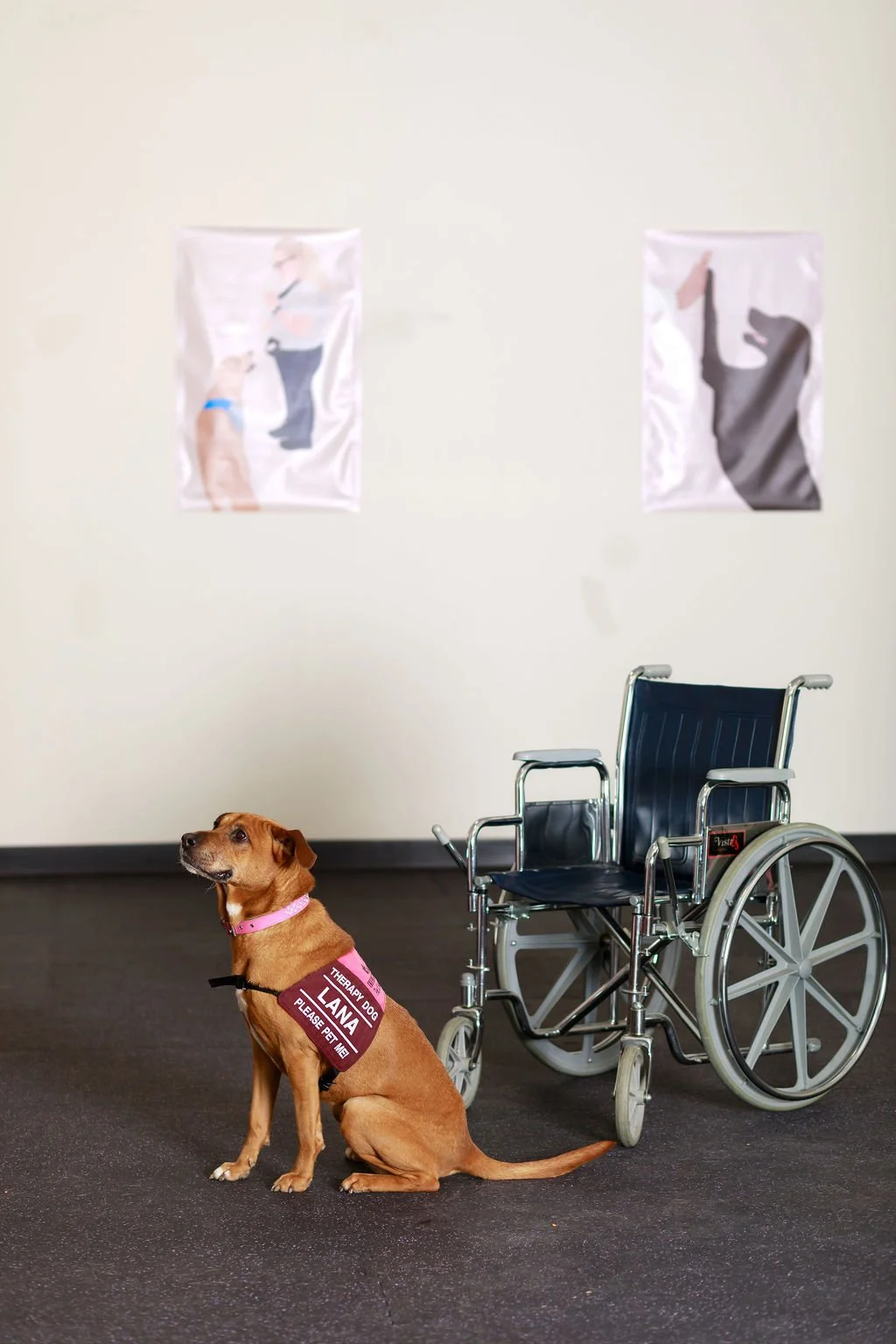 Therapy Dog Class Session Start Date