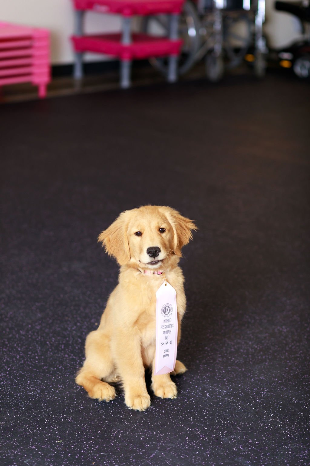 a golden retriever puppy sitting with a ribbon around its neck
