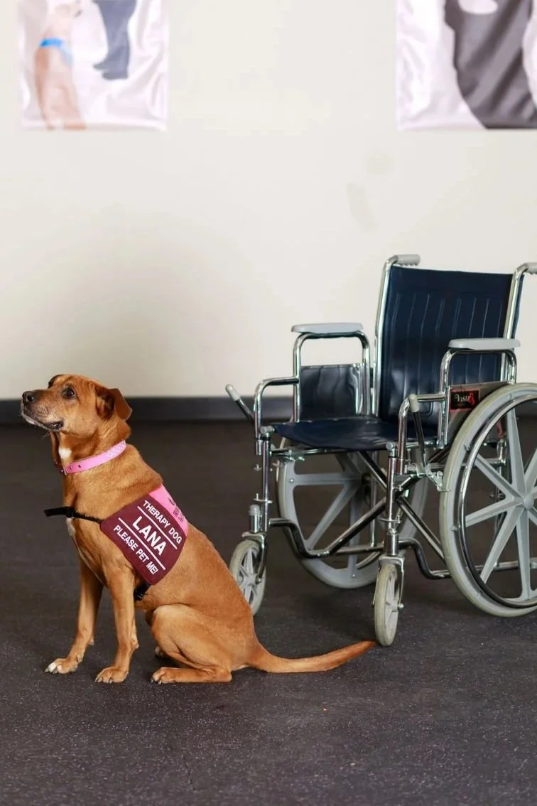 a red dog in a therapy dog vest sitting in front of a wheelchair