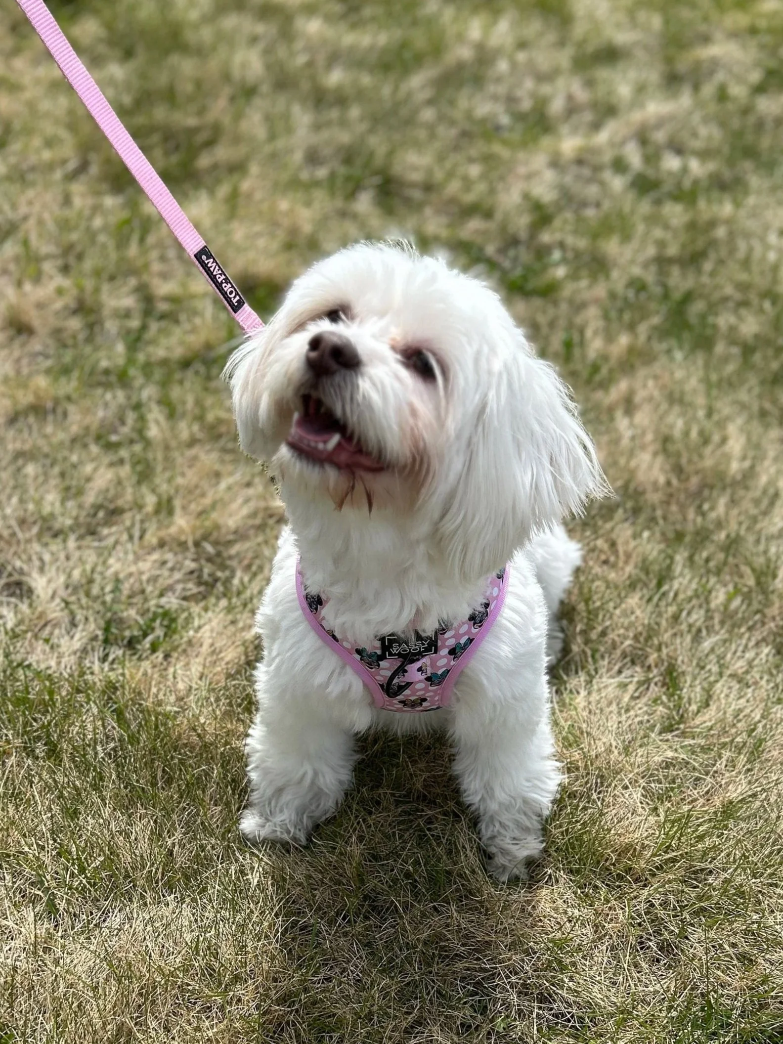 a small white fluffy dog sitting in the grass
