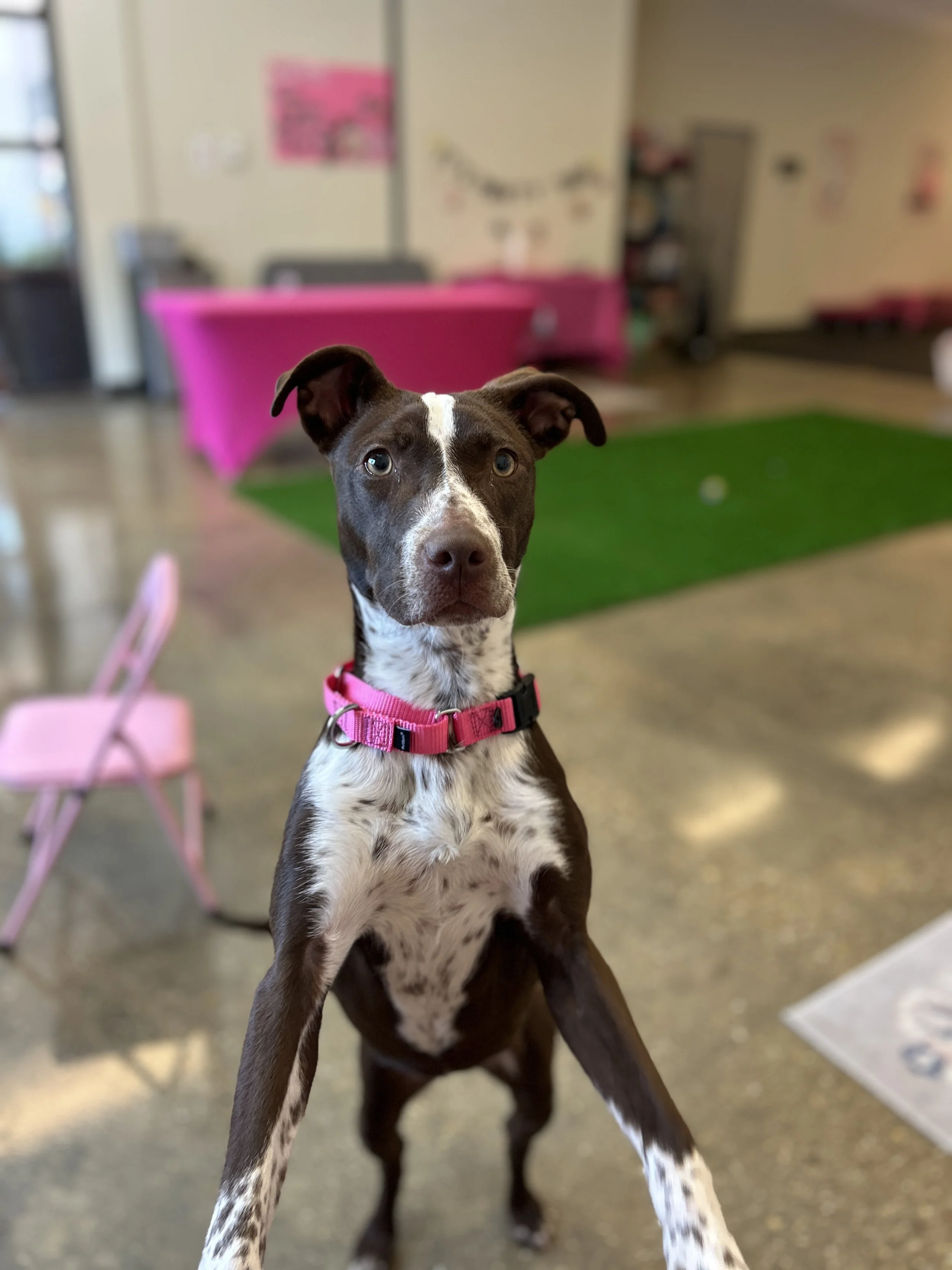 Career Change: Bubbles- ADOPT HER TODAY!