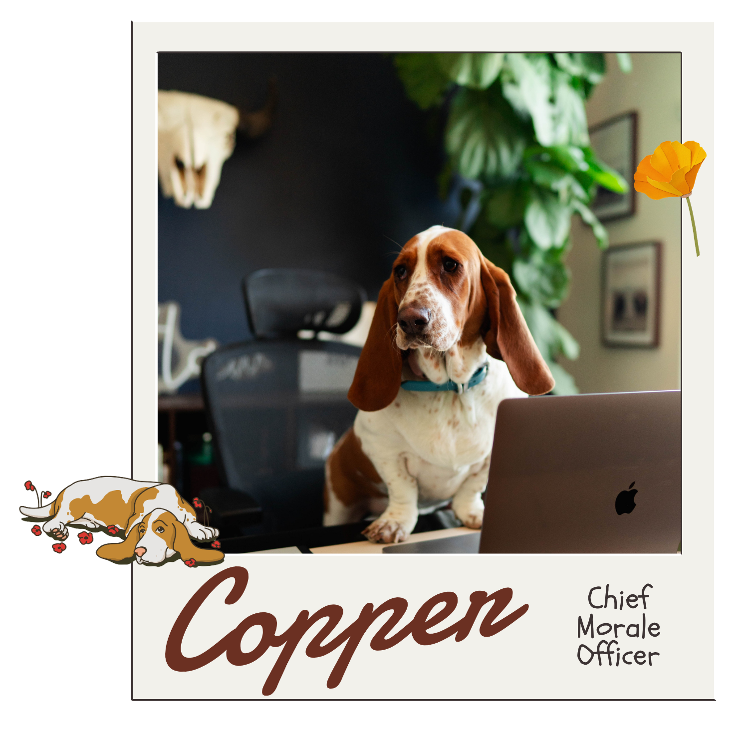 A dog with brown and white fur sitting at a desk, looking to the side, next to an open laptop. The background features green plants, framed pictures on the wall, and a dark-colored wall with a mounted animal skull. The image has decorative border and text reading 'Copp' and 'Chief Morale Officer' at the bottom, with a small illustration of a dog lying down surrounded by red hearts.