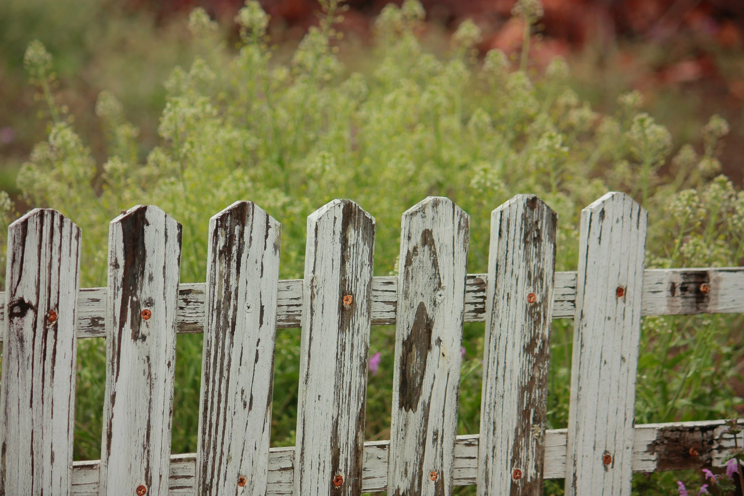 repair of a weathered and rotten picket fence in Longmont, CO