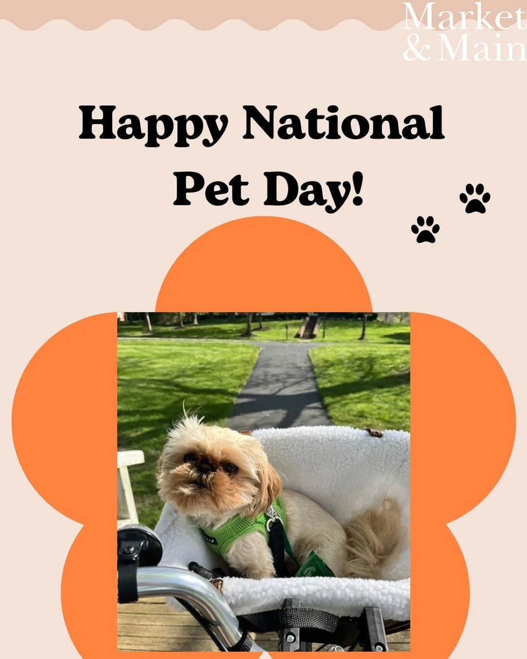 Every day feels a little brighter with pets around, but today we&rsquo;re giving them extra love 🐾✨ Featuring our sweet resident pup, Teddy! 🐶 Happy National Pet Day to our four-legged residents who make our community feel even more like home. ❤️

