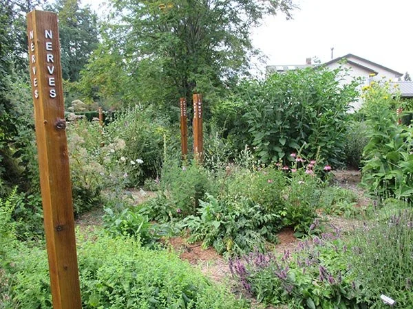 apothecary-garden-medicinal-plants-vancouver-island (1).jpg