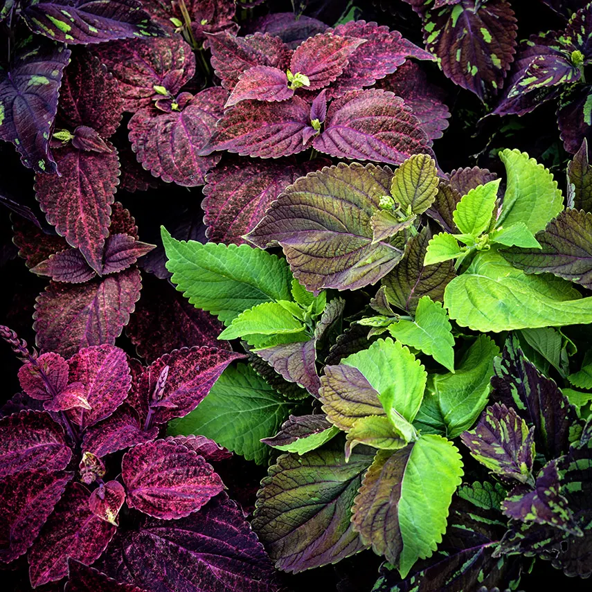 coleus2-pinto-mix-lss-dsc_4296.png