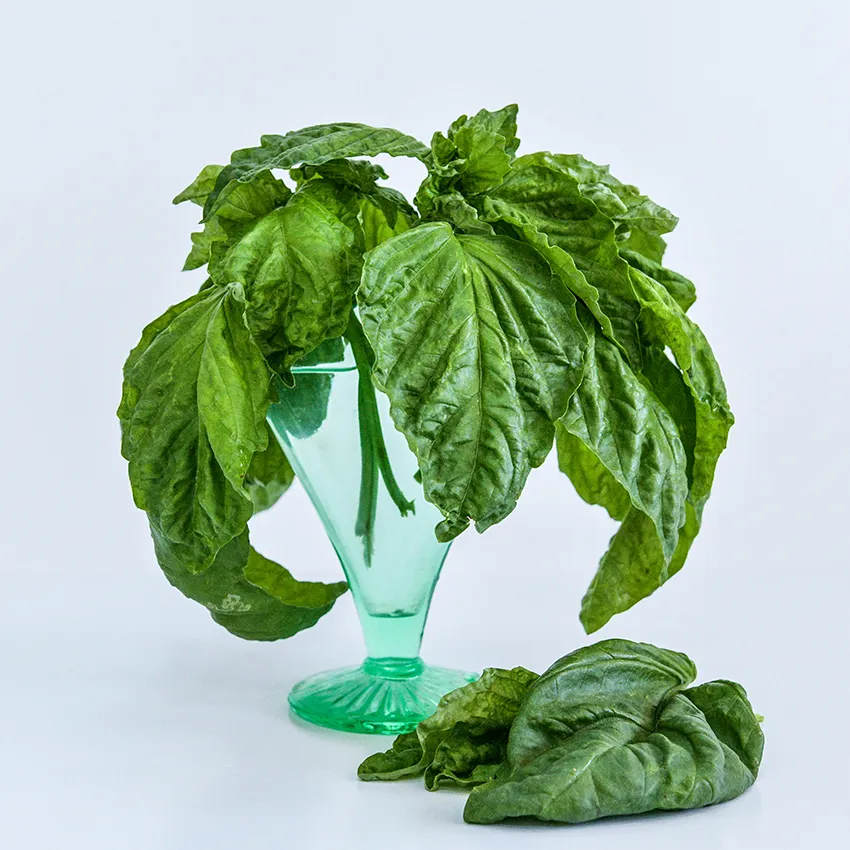 basil_lettuce_leaf.png