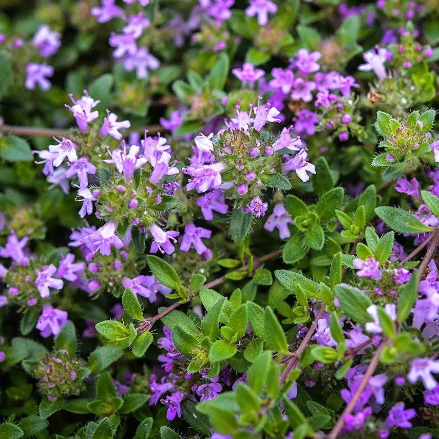thyme2-magic-carpet-lss-dsc_5731.png