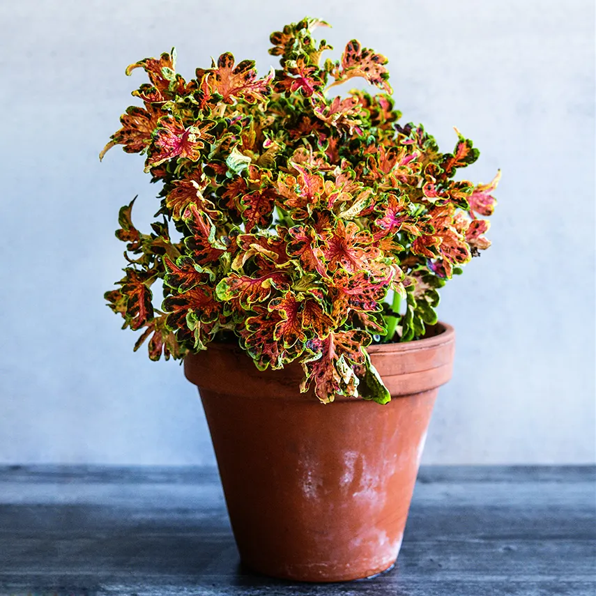 coleus2-scarlet-lss-dsc_9493.png