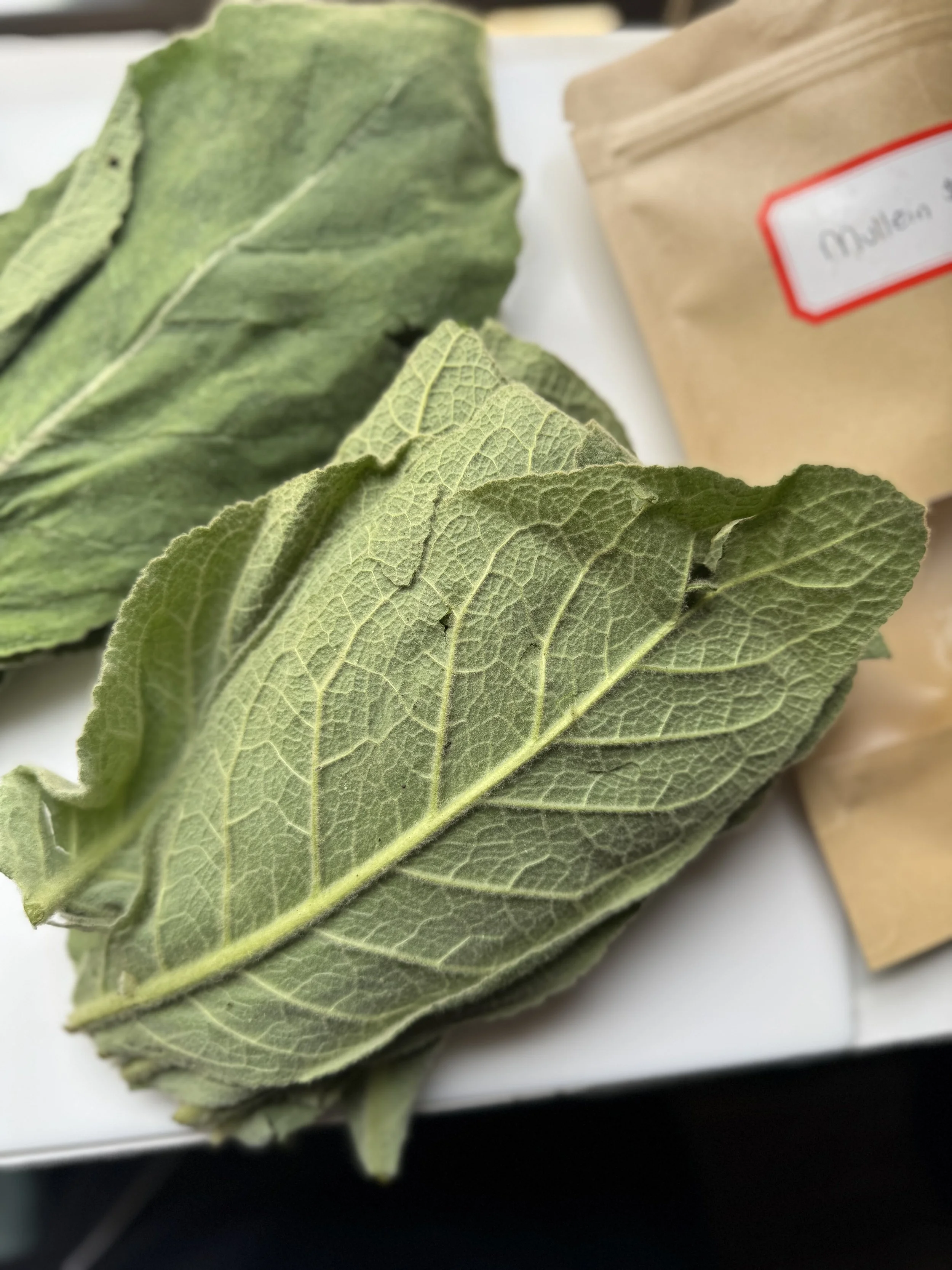 Herbal Deep Dive: Mullein (Verbascum thapsus)