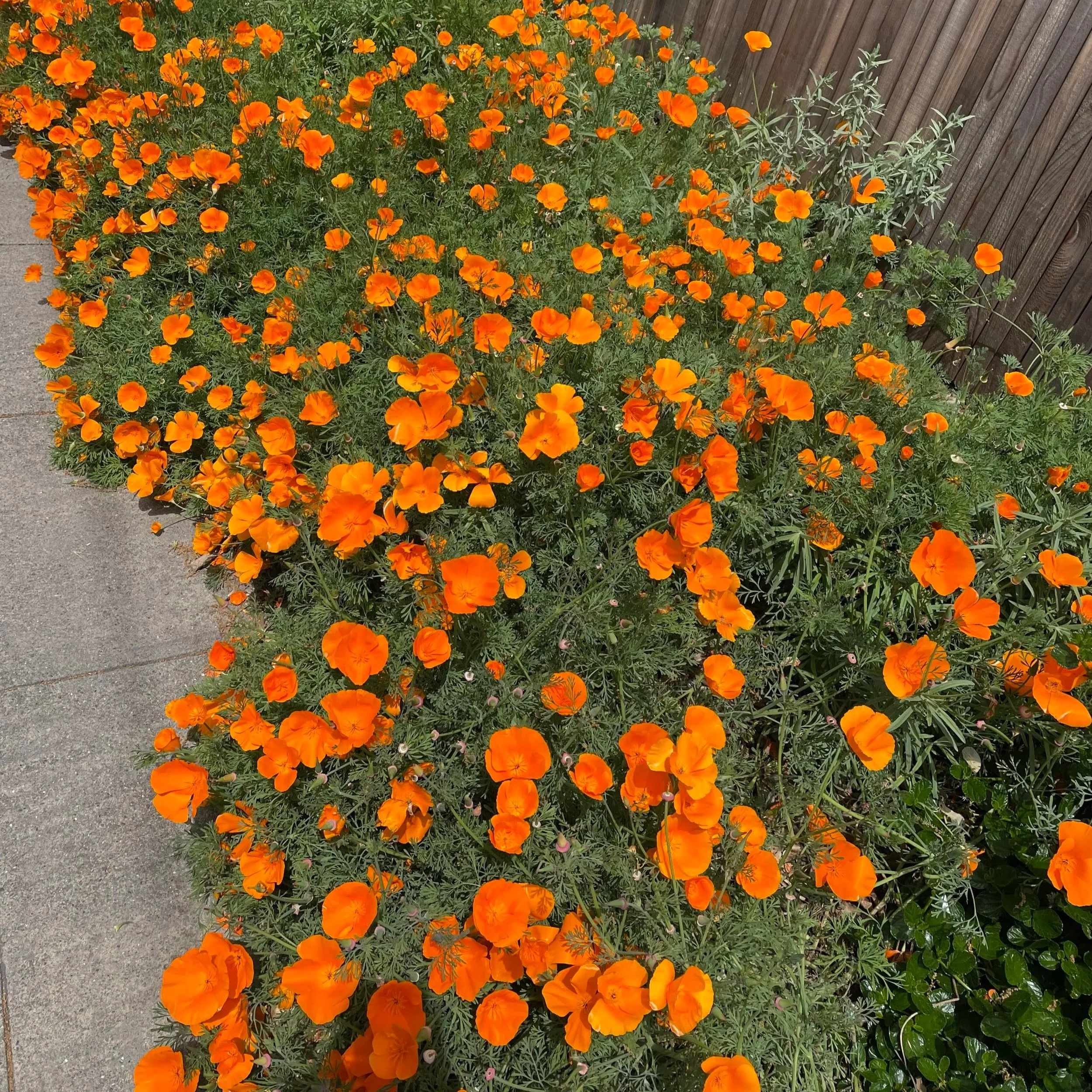 Herbal Deep Dive: California Poppy (Eschscholzia californica)