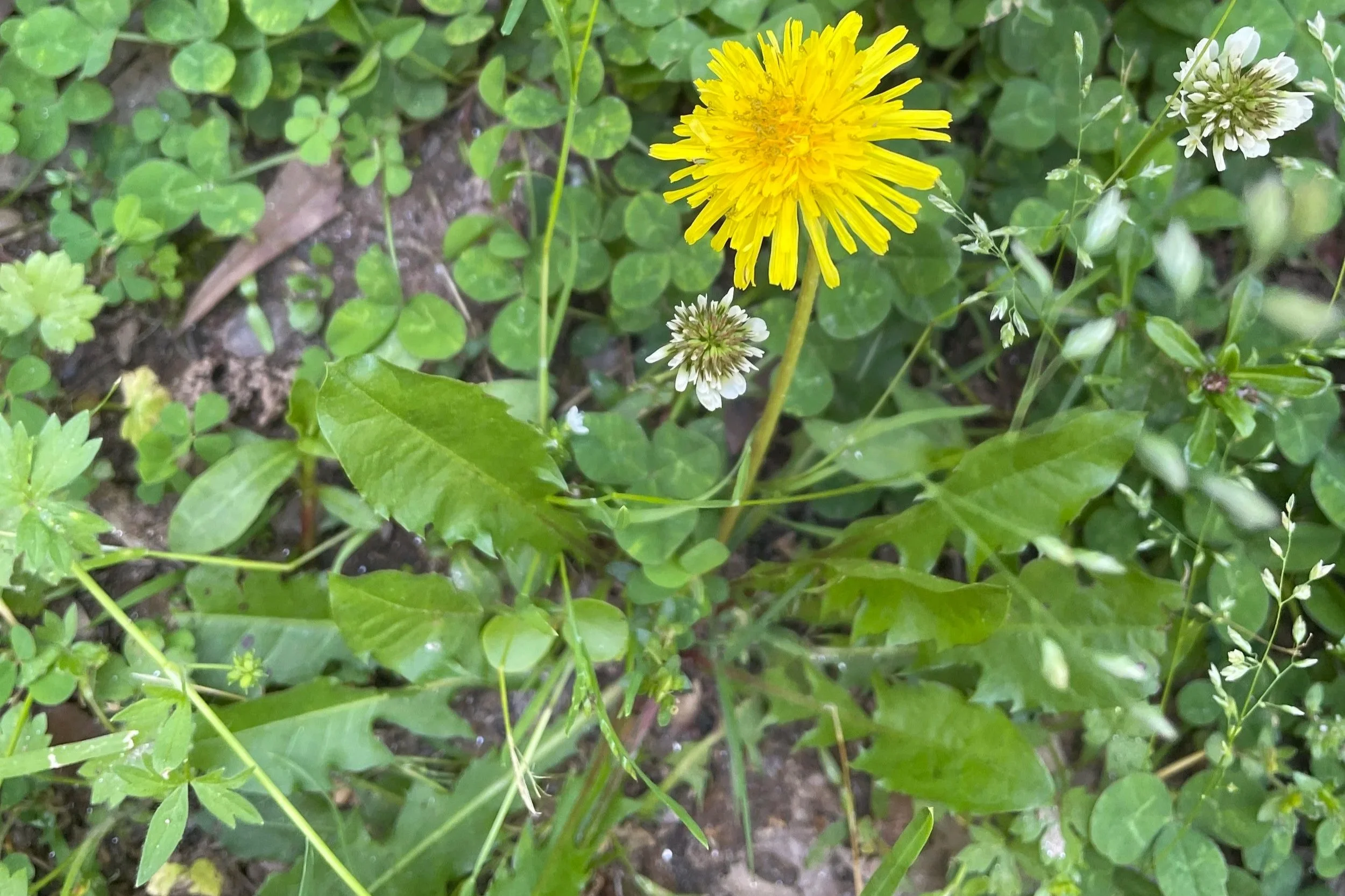 Herbal Deep Dive: Dandelion (Taraxacum officinale)