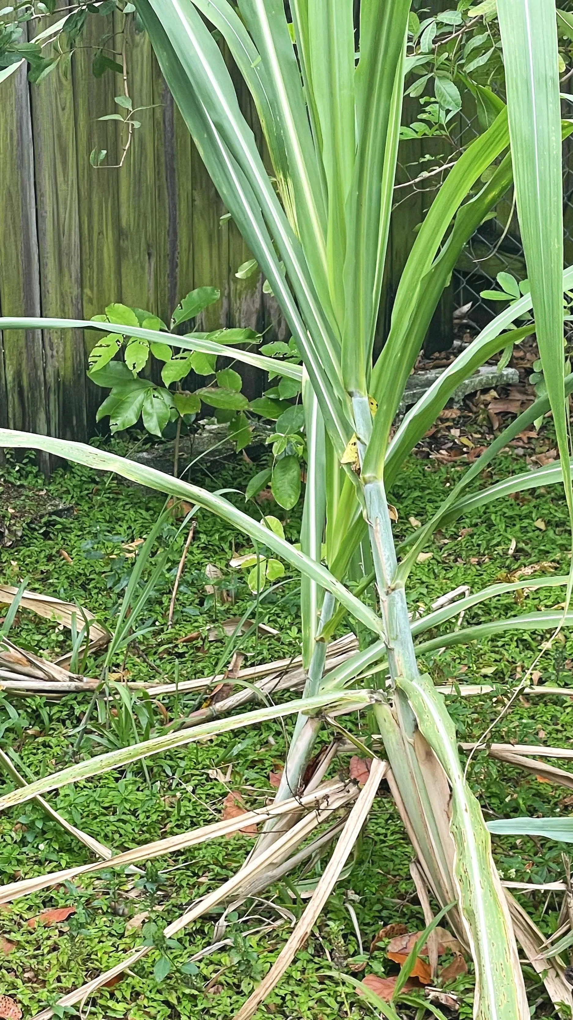 Learning Herbs Monograph: Lemongrass (Cymbopogon spp.)